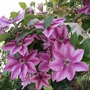 Pia's Gardenview Wien